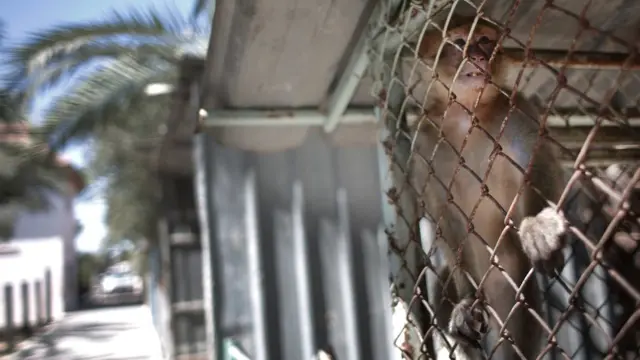 Обезьянка в клетке