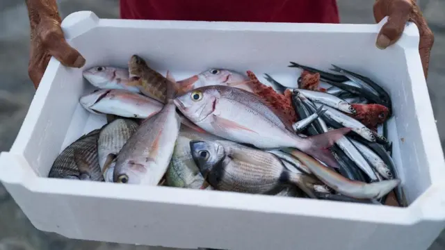 Pessoa segura isopor com peixes dentro