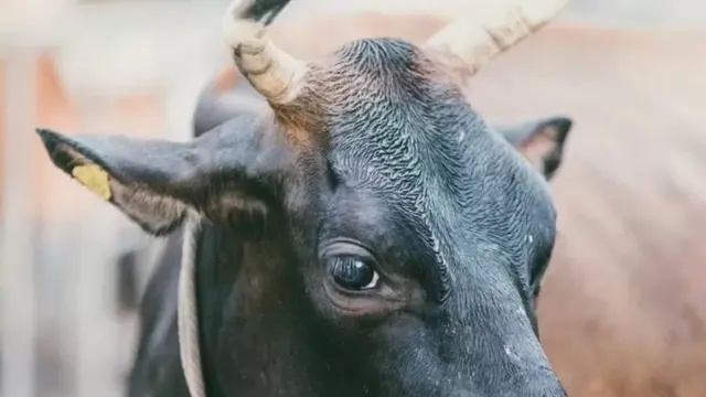 ગુજરાતમાં લમ્પી સ્કીન ડિસીઝ