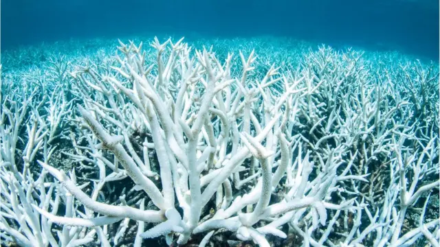 Великий Бар'єрний Риф