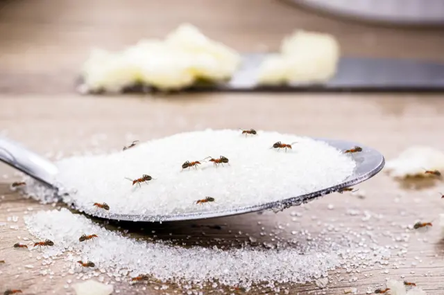 કીડી અને ખાંડ