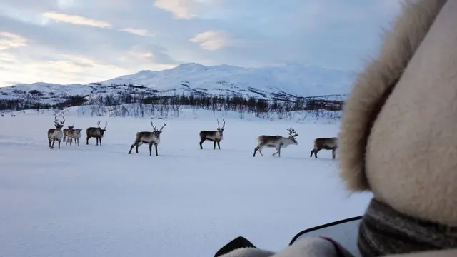 Pessoachat galera betcostas observando as renas na neve