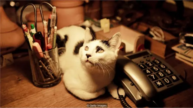 Gatosite jogoscima da mesa