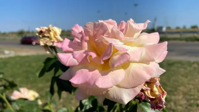 Троянди на заправці на вʼїзді у Миколаїв.