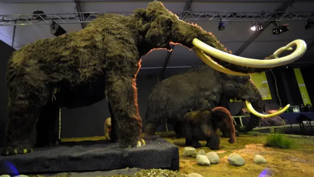 Вчені мають план: ДНК мамонтів генетично модифікують клітини слона