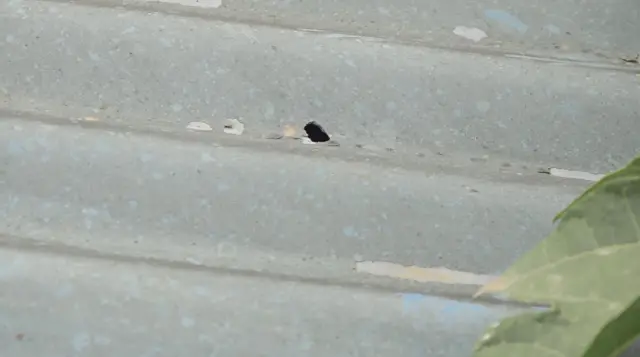 La balle a perforé le toit en tôle ondulée de la famille