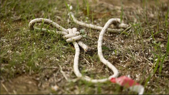 इसराइल-हमास