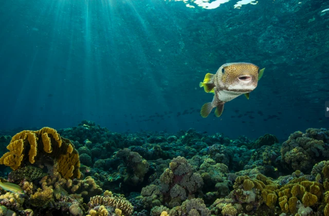 መርዚ ፓፈር ዓሳ ካብ ሳይናይድ ክሳብ 1200 ዕጽፊ’ኳ እንተሓየለ ኣብ ገለ ሃገራት ግን ምቁር መግቢ’ዩ 