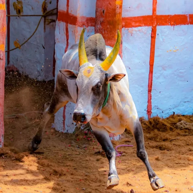 జల్లికట్టు, ఎద్దు, తమిళనాడు, సంక్రాంతి