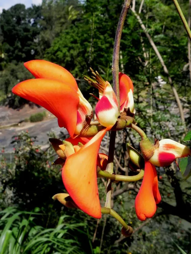  උද්භිද විද්‍යාත්මකව Erythrina fusca ලෙස හඳුන්වන යක් එරබදු (කටු කෑල) ශාකයේ මලකි.