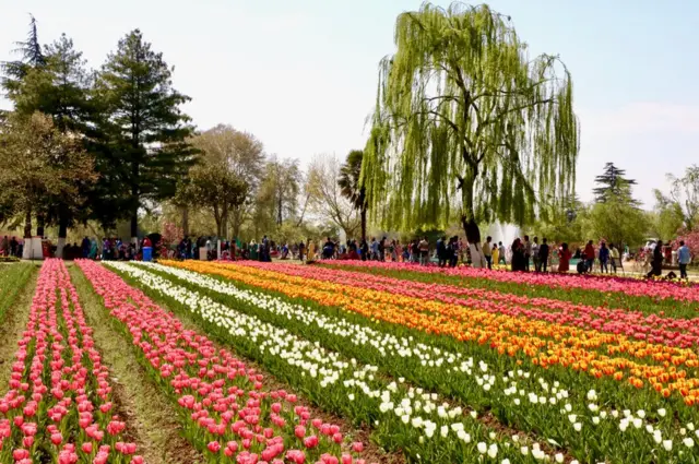 ట్యులిప్ గార్డెన్