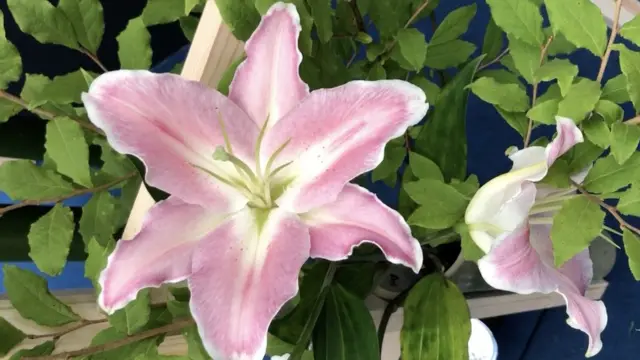 इकेबाना