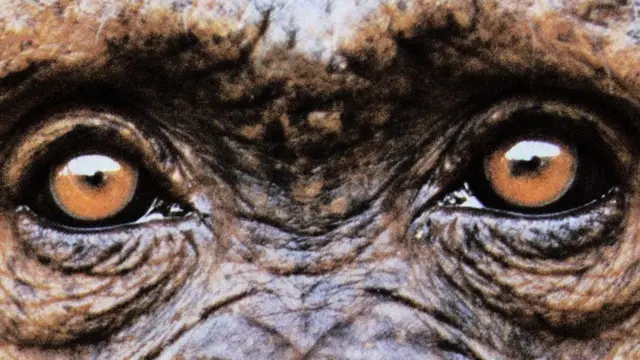 Шимпанзе іноді вбивають собі подібних