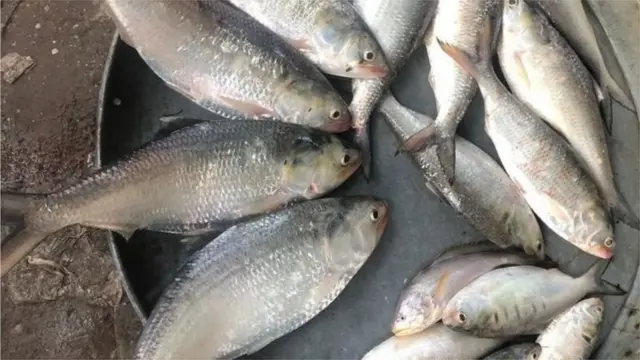 নদী থেকে ধরে আনা তাজা ইলিশ মাছ বিক্রির জন্য সাজিয়ে রাখা হয়েছে