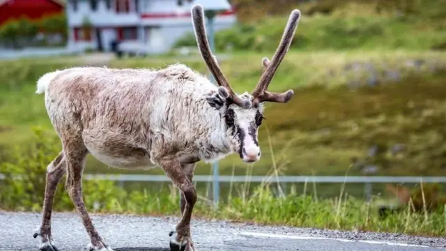 એક પ્રાણીની તસવીર