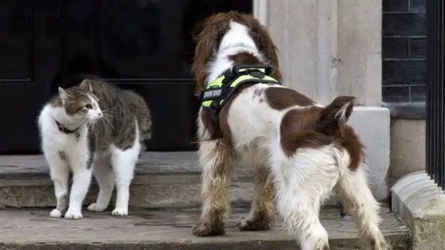 لری، گربه خانه شماره ۱۰ خیابان داونینگ در لندن، محل اقامت نخست وزیر بریتانیا