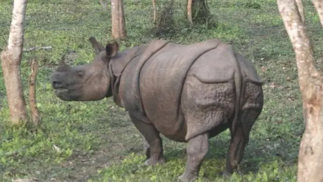 Hindistan kərgədanı təbii yaşayış yerlərinin çoxunu itirib
