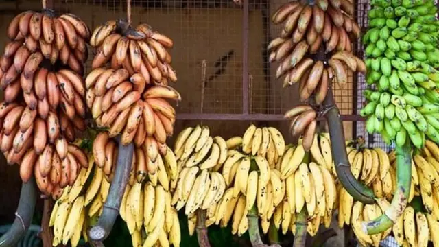 کیلے کی مقامی اقسام اب بھی جنوبی انڈیا میں کاشت کی جاتی ہیں