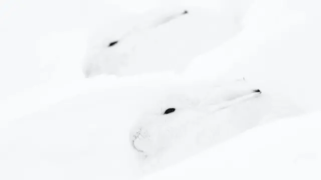 Двоє білих зайців на білому тлі