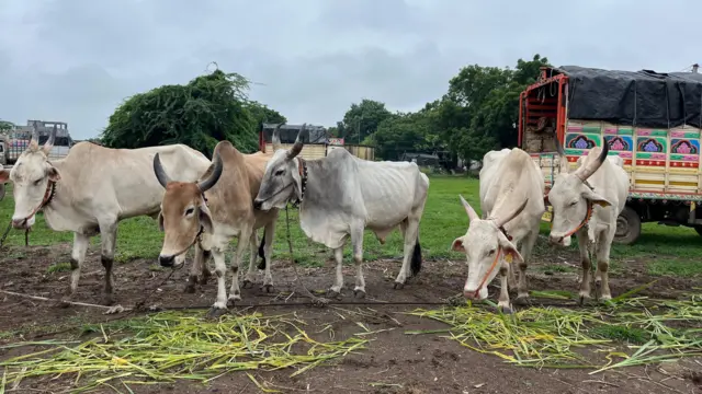 गेवराई बाज़ार में बिक्री के लिए लाए गए पशु