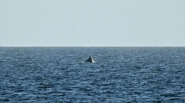 Хвіст кита у морі