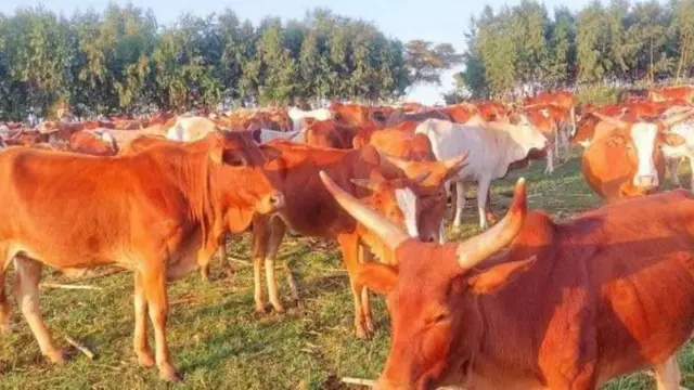 ከአቶ ጃርሶ ከብቶች መካከል በጥቂቱ