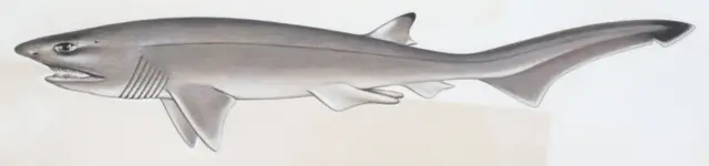 Drawing of a sharpnose shark