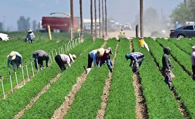 Um grupo de pessoas trabalha agachado sob o sol em uma fazenda na Califórnia.