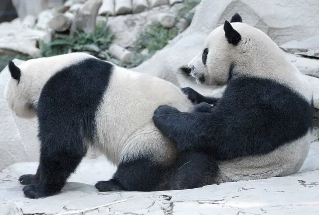 แพนด้า ช่วงช่วง หลินฮุ่ย