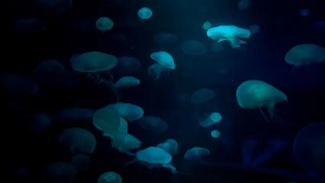 海洋生物