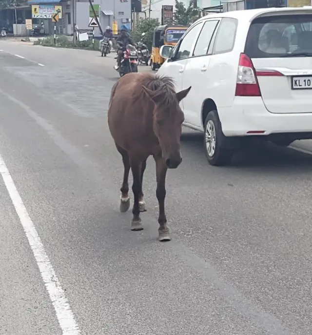 குதிரைகள், கோவை, விலங்குகள், விலங்கு நலம், ரேக்ளா பந்தயம்
