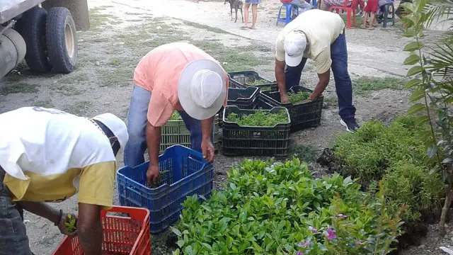 Personas seleccionando arbolitos