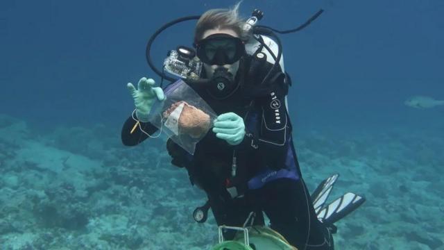 Mergulhador segurando amostra de coral no fundo do mar