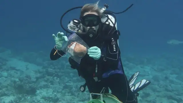 Mergulhador segurando amostrajogos roletinhacoral no fundo do mar