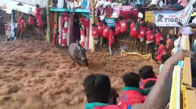 பாலமேடு ஜல்லிக்கட்டு