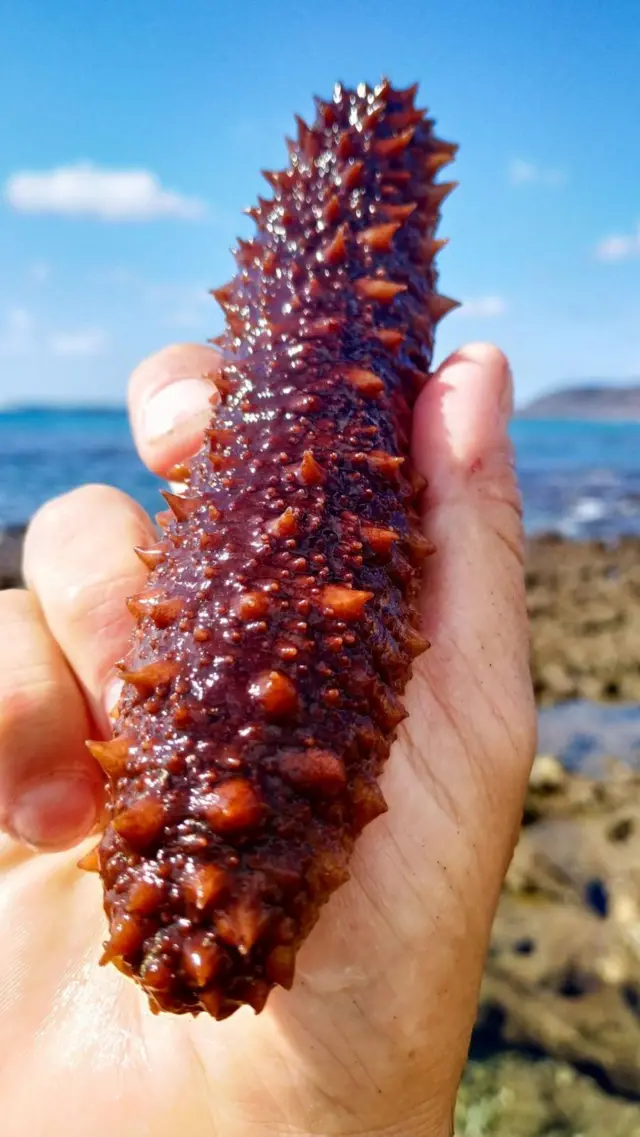 సీ కుకుంబర్