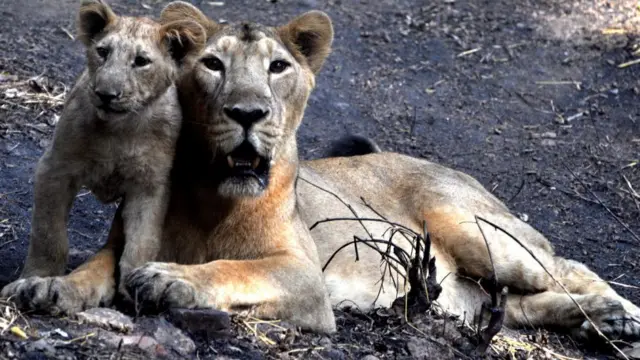 விலங்குகள் கொரோனா