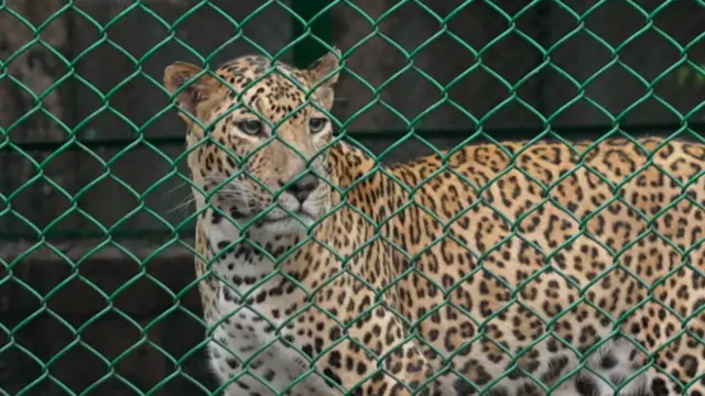 इथल्या बिबट्या संगोपन केंद्रातही 23 बिबटे आहेत. 