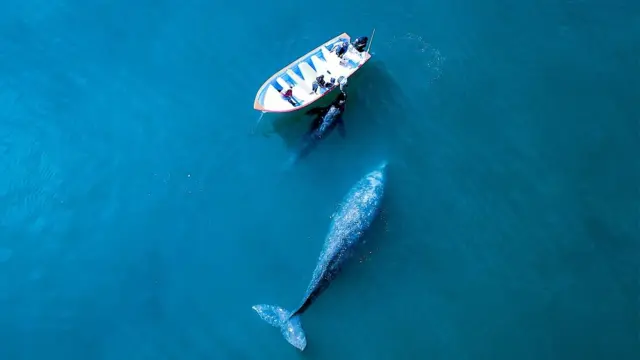 Baleia e barco vistosaposta de cobertura cavaloscima