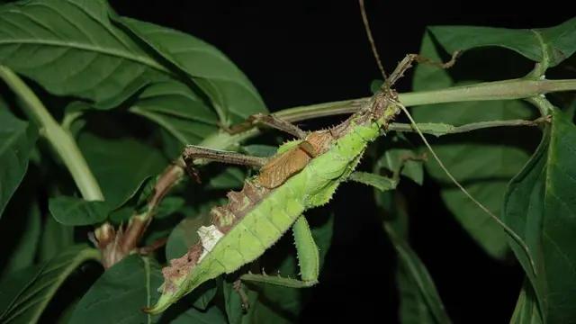 Ginandromorfismo