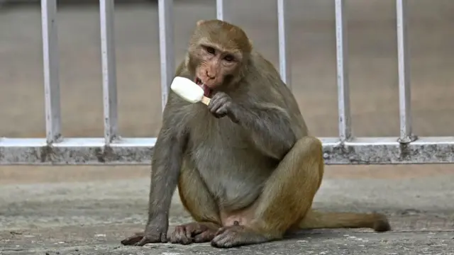 ஜி20 மாநாடு - குரங்குகளுக்கு டெல்லி அரசு வைக்கும் கட்-அவுட்