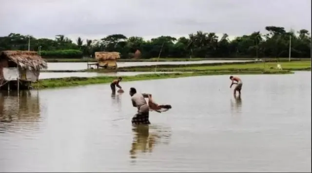 পাঙ্গাস