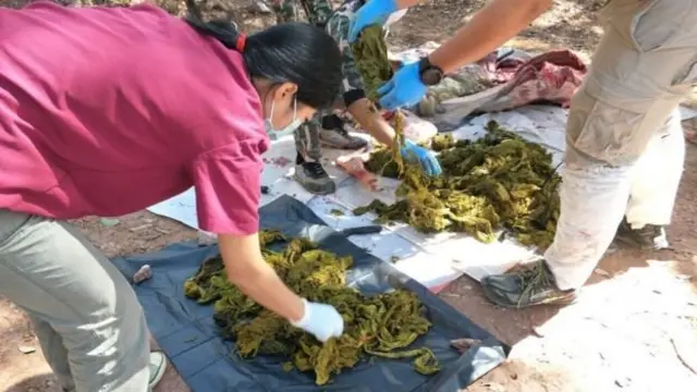 ขยะในท้องกวาง