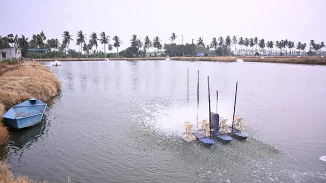 రొయ్యల సాగు