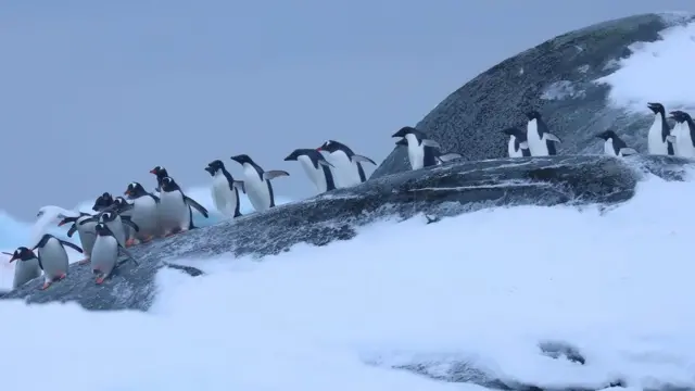 Пінгвін Аделі