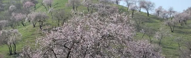 Uyda shifokor porno video