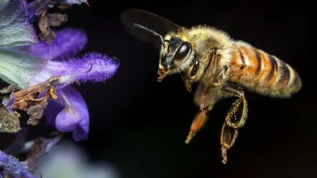 A close-up photo of a bee flying next to a purple flower against a black background. 