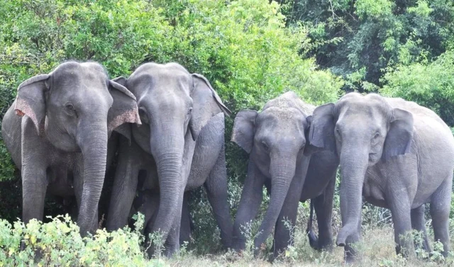 Outre les rencontres avec les humains, le déclin des habitudes et la sécheresse constituent également un risque pour les animaux.