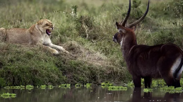 Животные не зря боятся своих естественных врагов