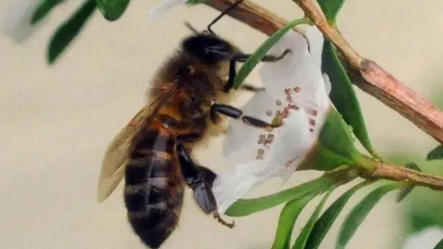 Arıları Manuka balını bu çiçekten yapıyor